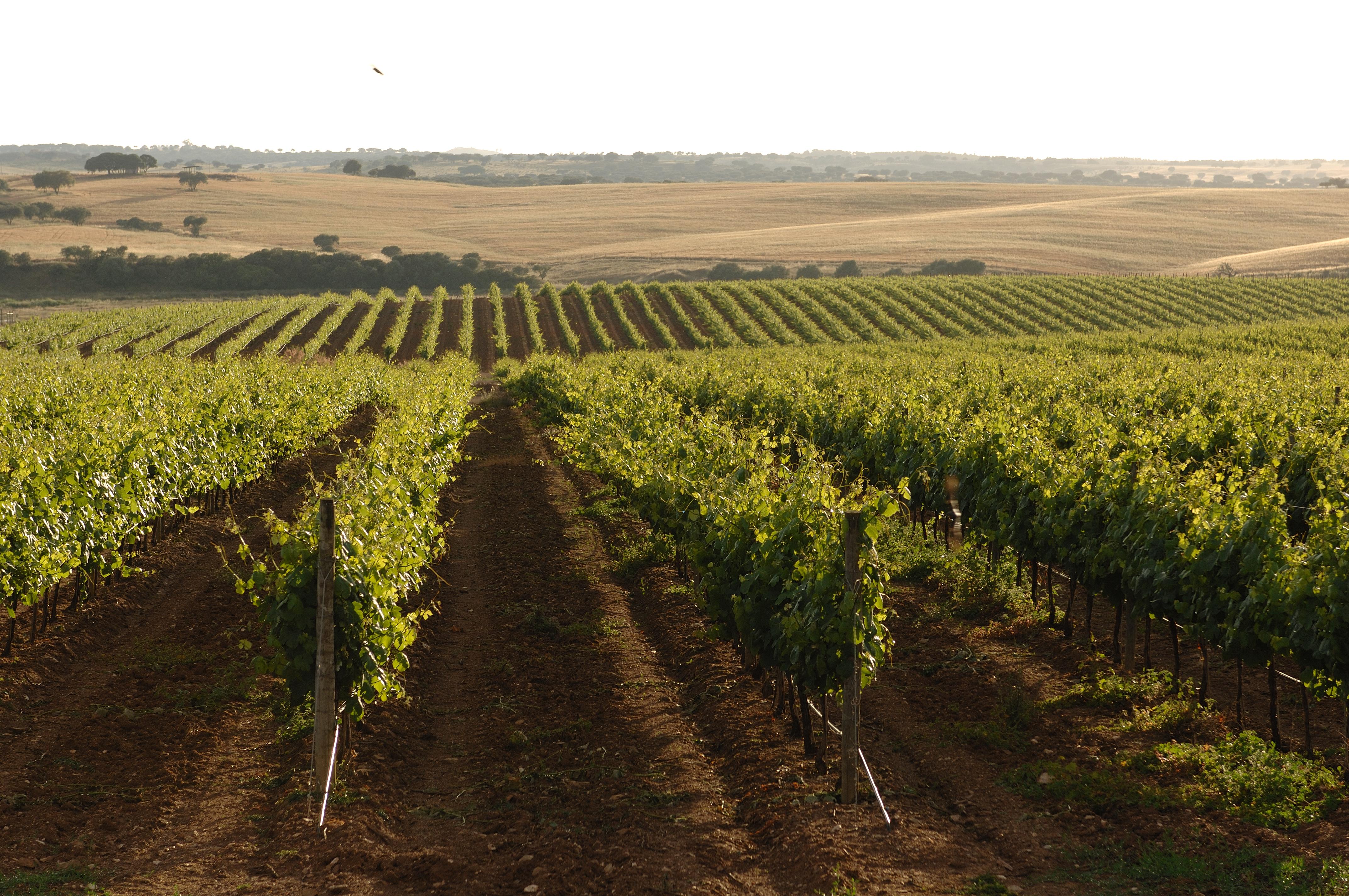 Vila Gale Alentejo Vineyard - Clube De Campo 알베르노아 외부 사진