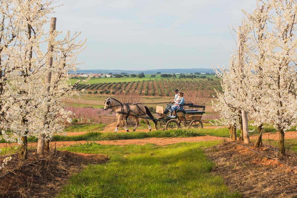 Vila Gale Alentejo Vineyard - Clube De Campo 알베르노아 외부 사진